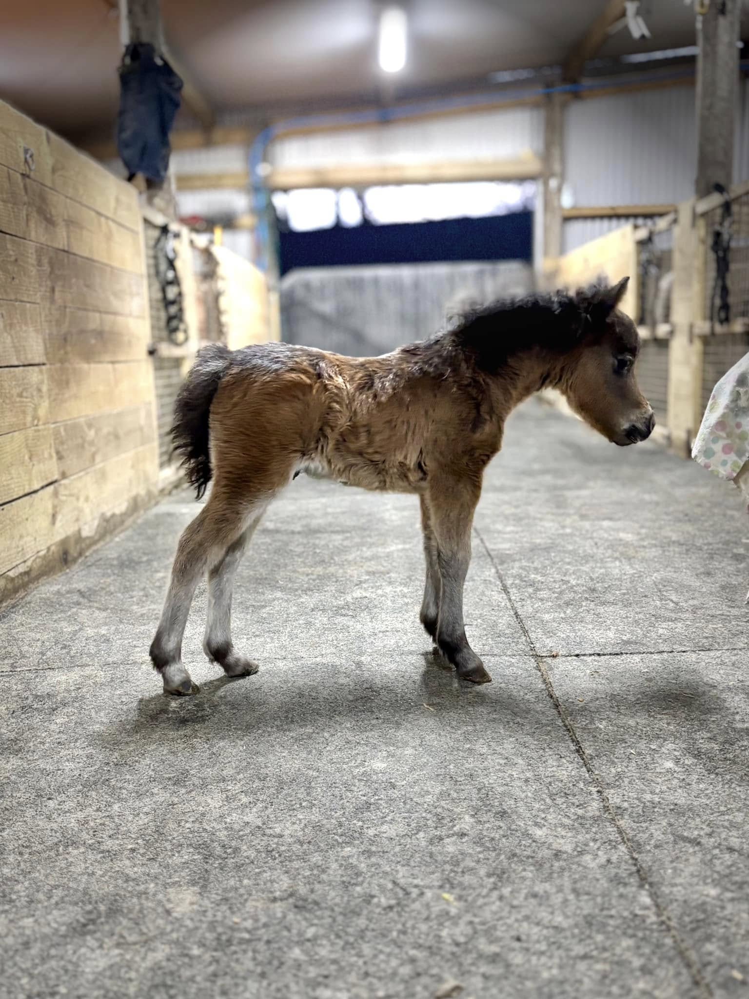Horse gallery photo 5