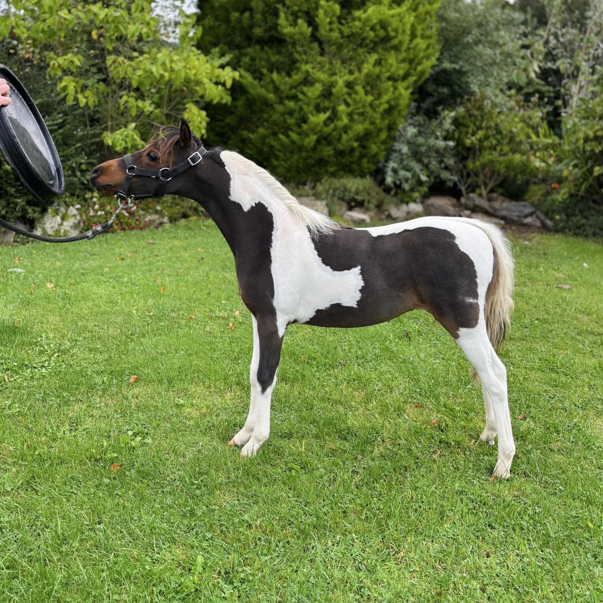 Horse gallery photo 12
