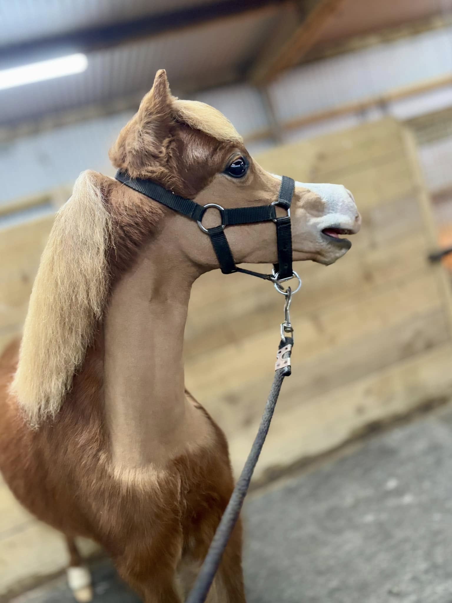 Horse gallery photo 4
