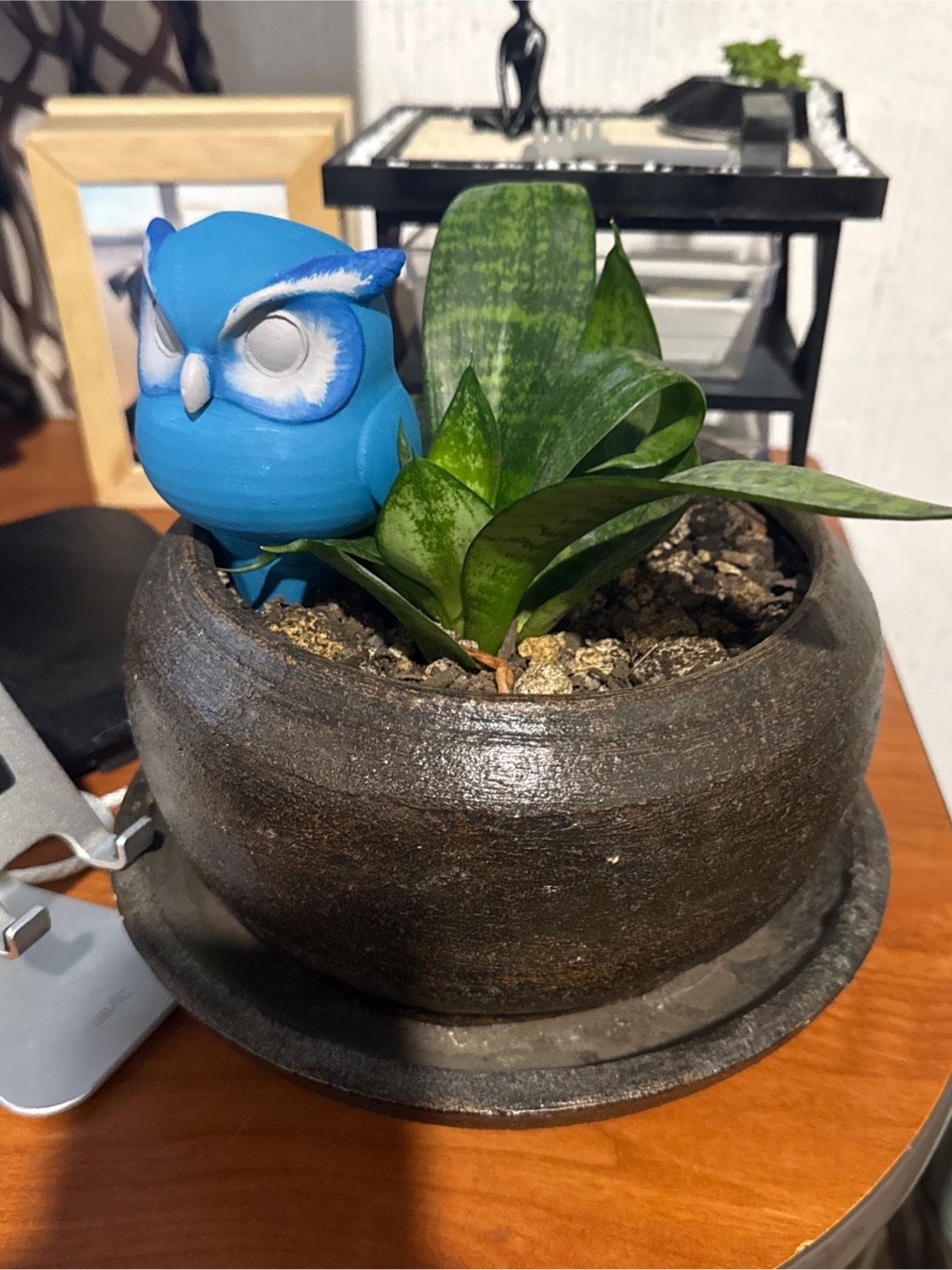 Foto de la planta Sansevieria 'Nido de Pájaro'