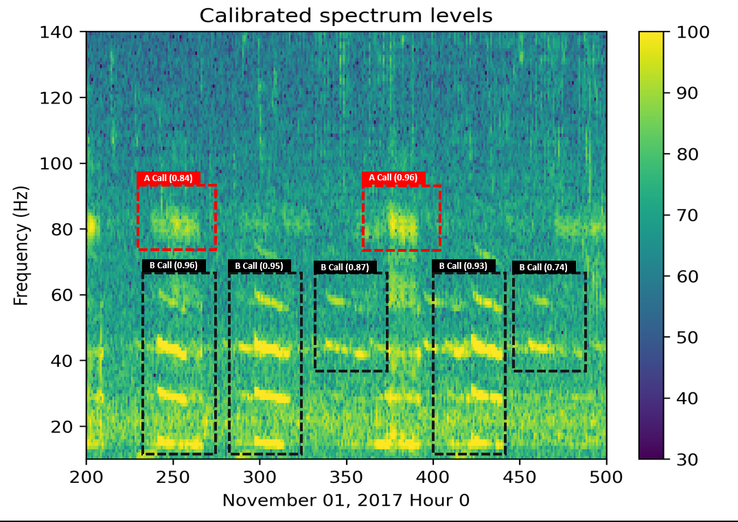 Calibrated hydrophone spectrogram with the model's Blue whale A-call and B-call detections boxed and labelled with confidence scores