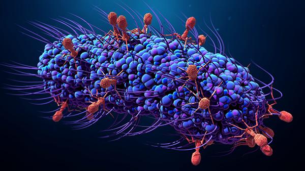 Thumbnail supplied by the source for Surpassing Time Restraints: The Search for Viruses That Kill Many Bacteria