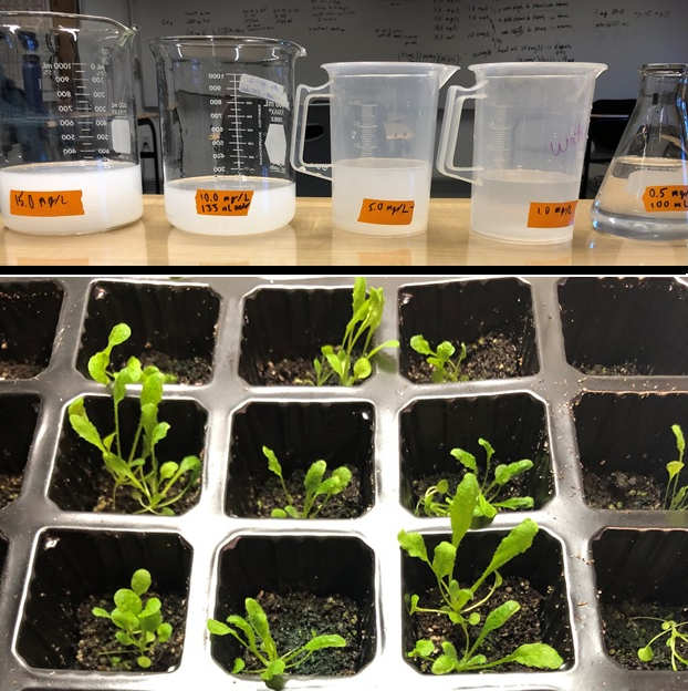 Thumbnail supplied by the source for Zinc Treatments Increase Plant Yield in High CO2, Resisting Effects of Climate Change on Plants