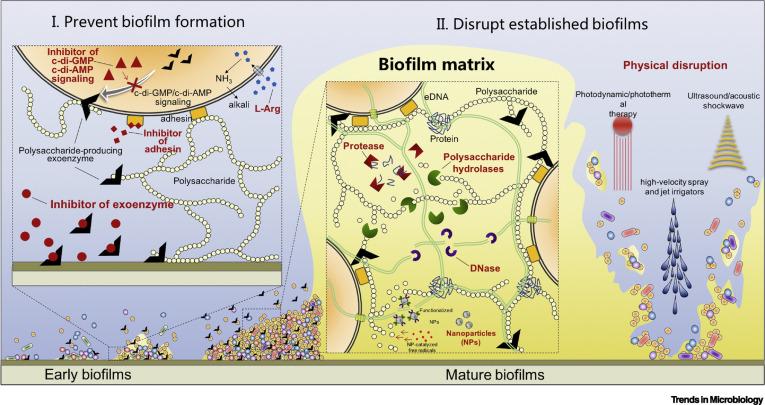 Thumbnail supplied by the source for Treatment of E. coli Biofilm Using Galla chinensis and Adjuvant Chemicals
