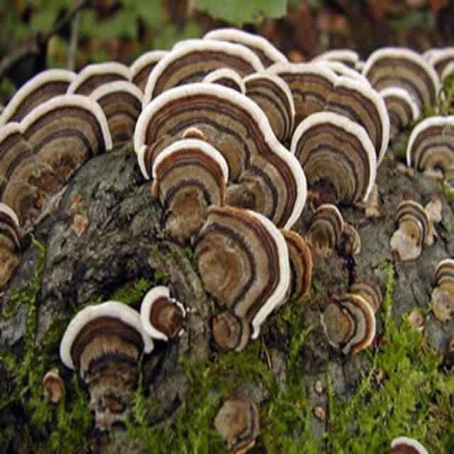 Thumbnail supplied by the source for The fungus Trametes versicolor can degrade Escherichia coli in water