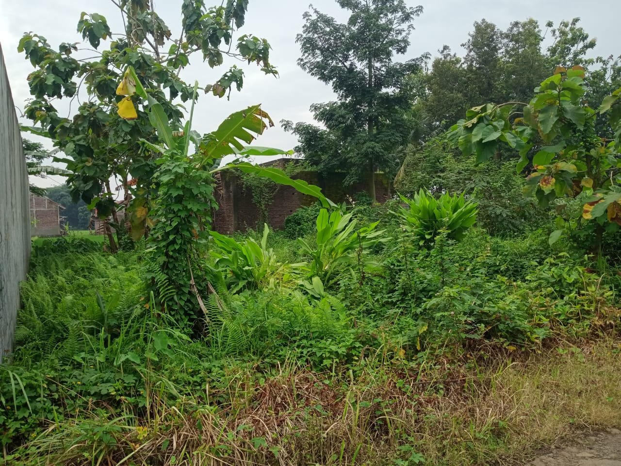 Dijual Tanah Pekarangan hanya 3 Menit Dari Fakultas Kesehatan UMP view 3