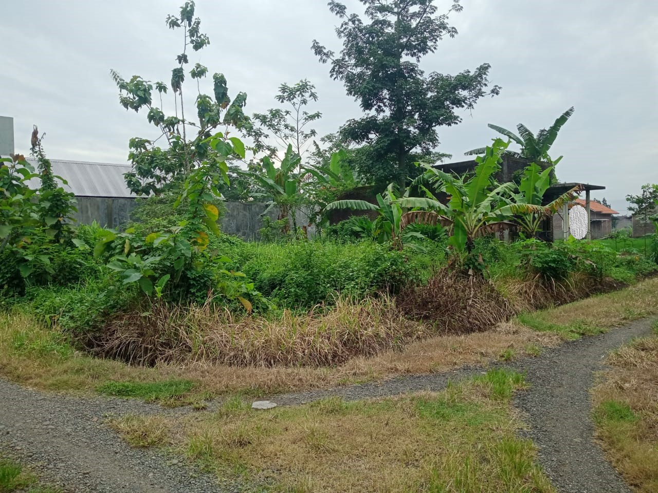 Dijual Tanah Pekarangan hanya 3 Menit Dari Fakultas Kesehatan UMP view 4