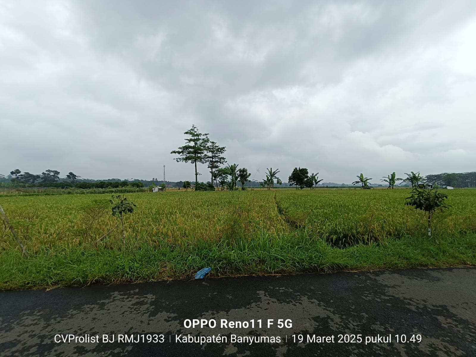 Dijual Tanah Sawah Di Purwodadi Kembaran view 1
