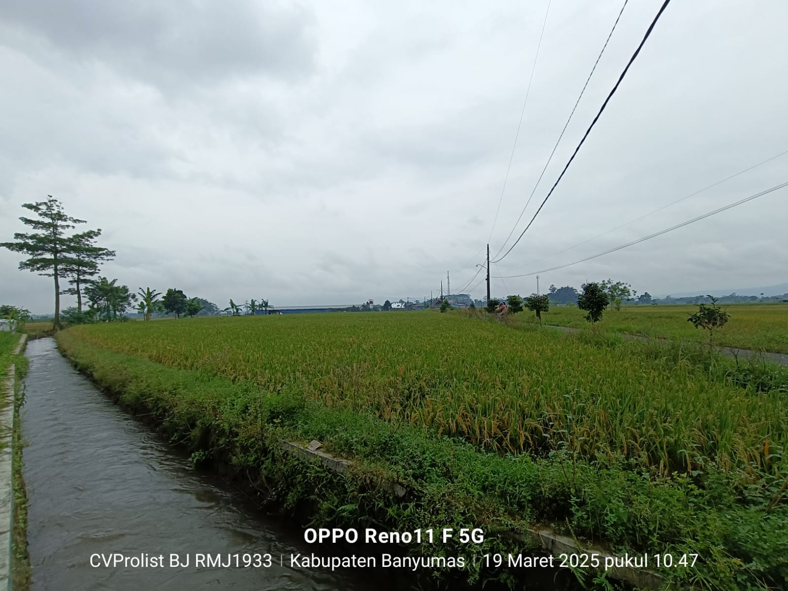 Dijual Tanah Sawah Di Purwodadi Kembaran view 2