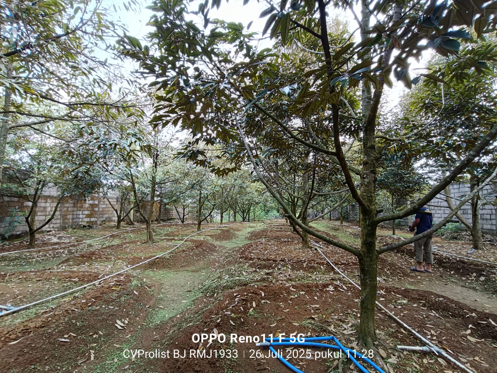  Dijual Kebun Durian Usia.4 Tahun 1 menit ke RM Joglo Banaran Sumbang view 2