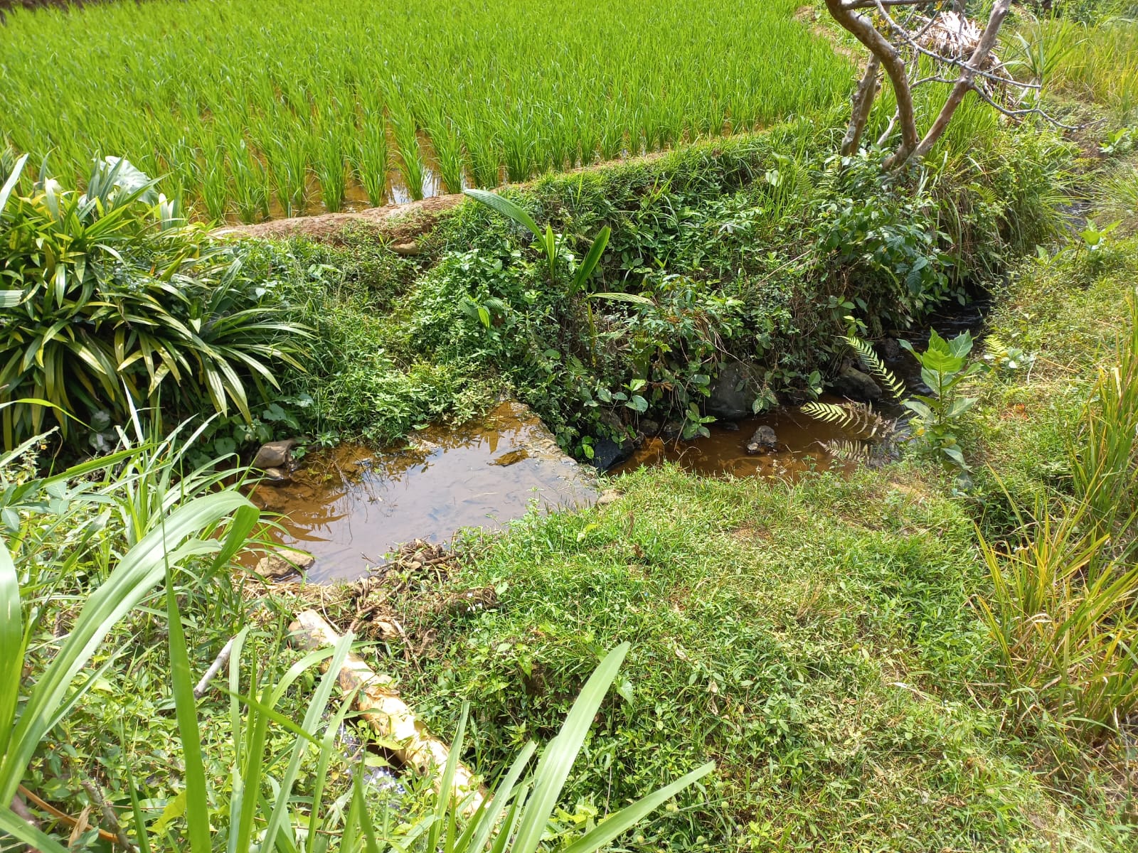  Dijual Tanah Sawah Pinggir Jalan Raya 1 Menit Embung Banteran view 2