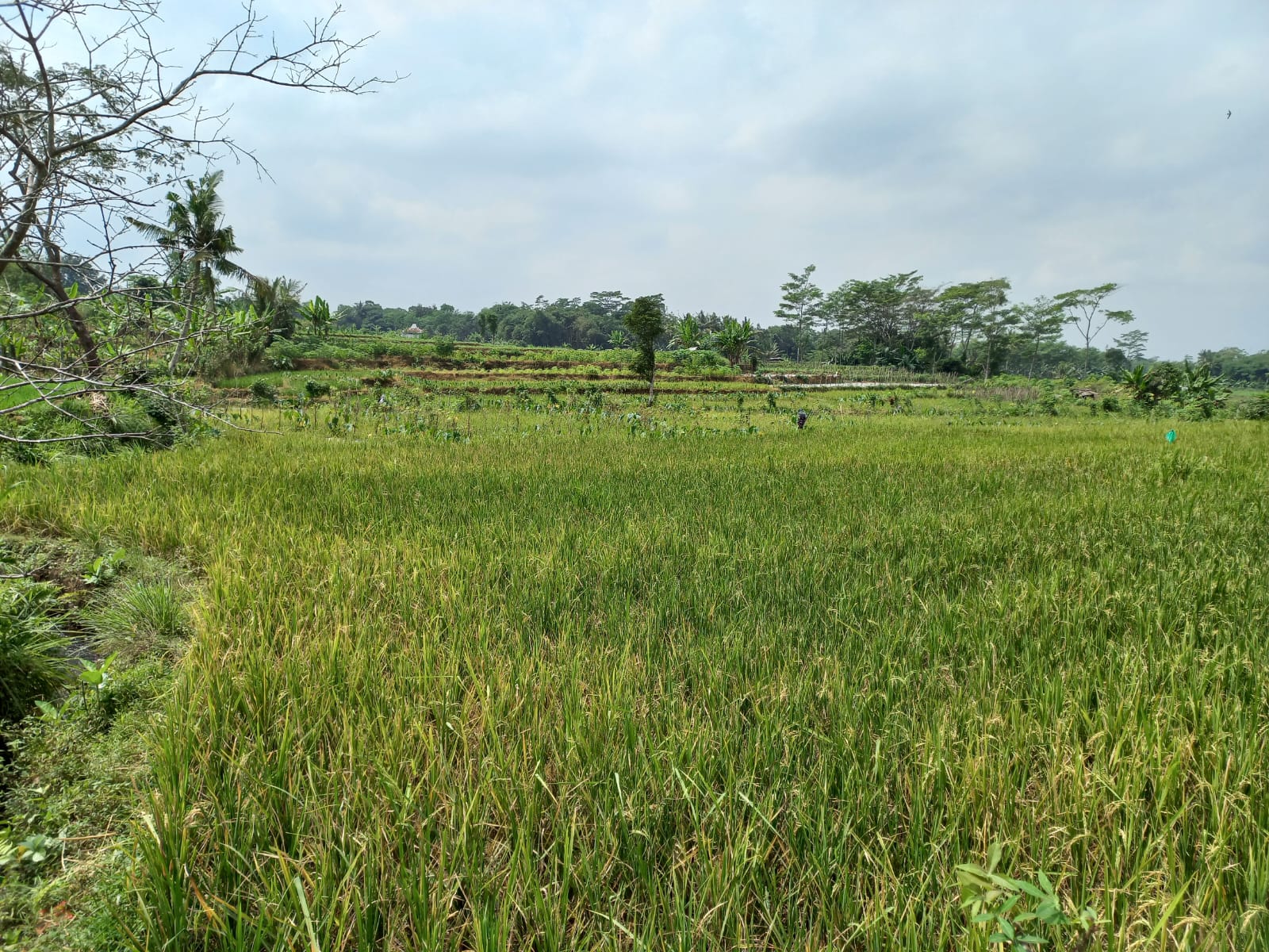  Dijual Tanah Sawah Pinggir Jalan Raya 1 Menit Embung Banteran view 3