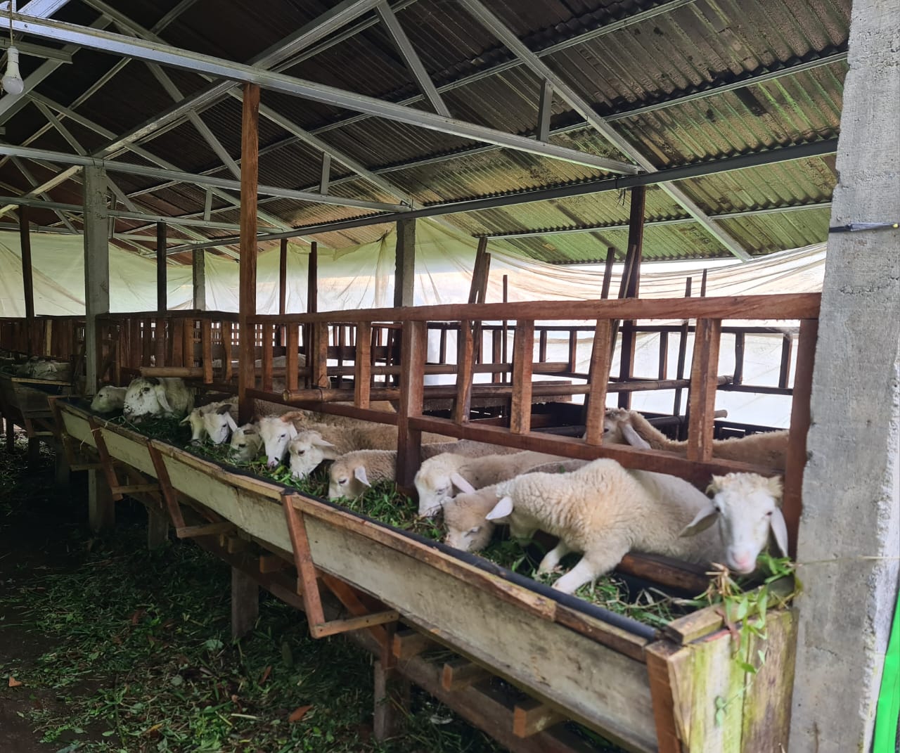 Dijual Kandang Ternak Kambing dan Perkebunan Lereng Gunung Slamet view 1
