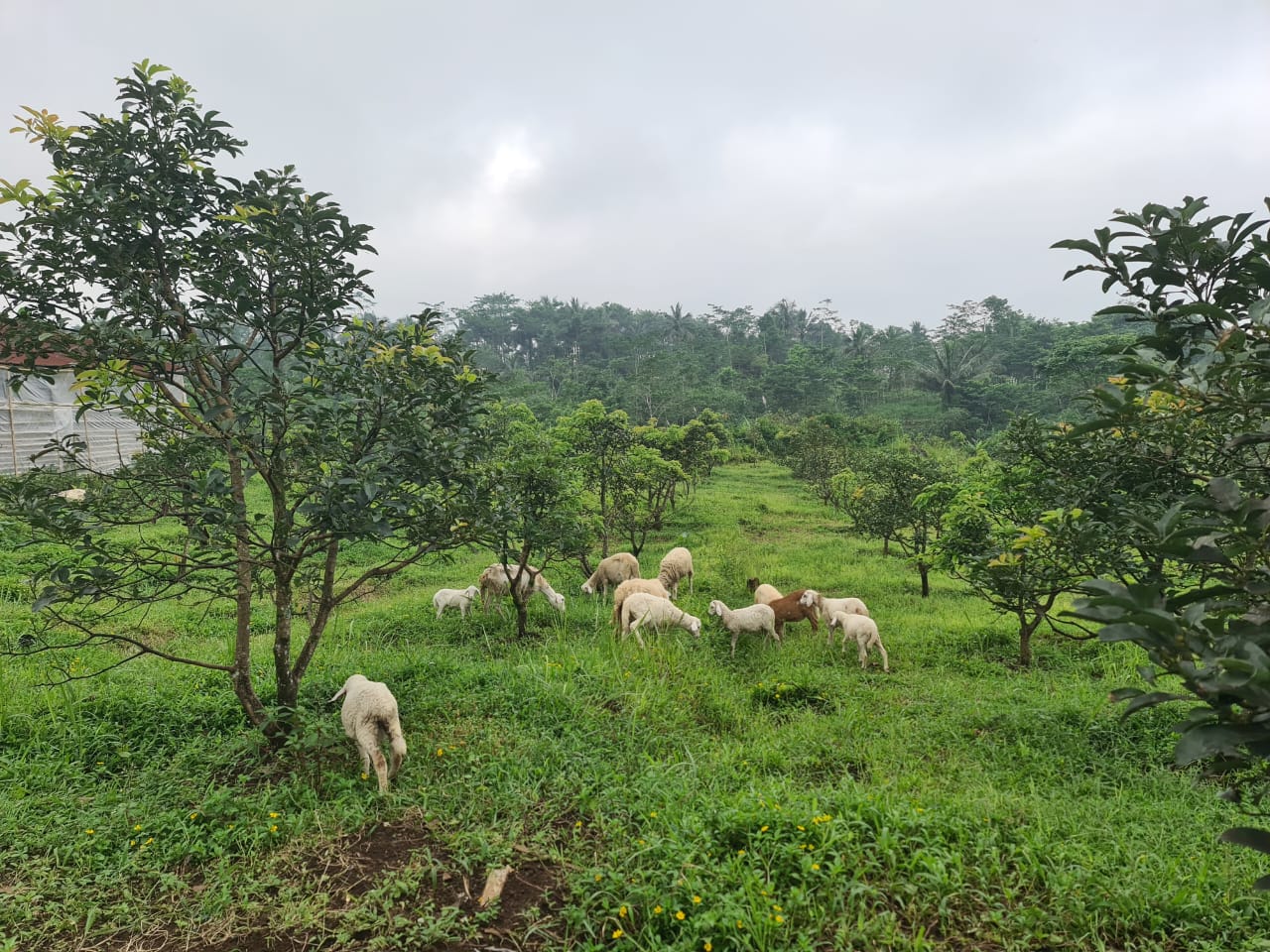  Dijual Kandang Ternak Kambing dan Perkebunan Lereng Gunung Slamet  view 3