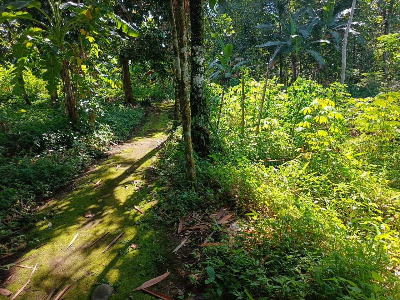 Dijual Tanah Strategis – SHM di Karanggintung, Purwokerto view 1