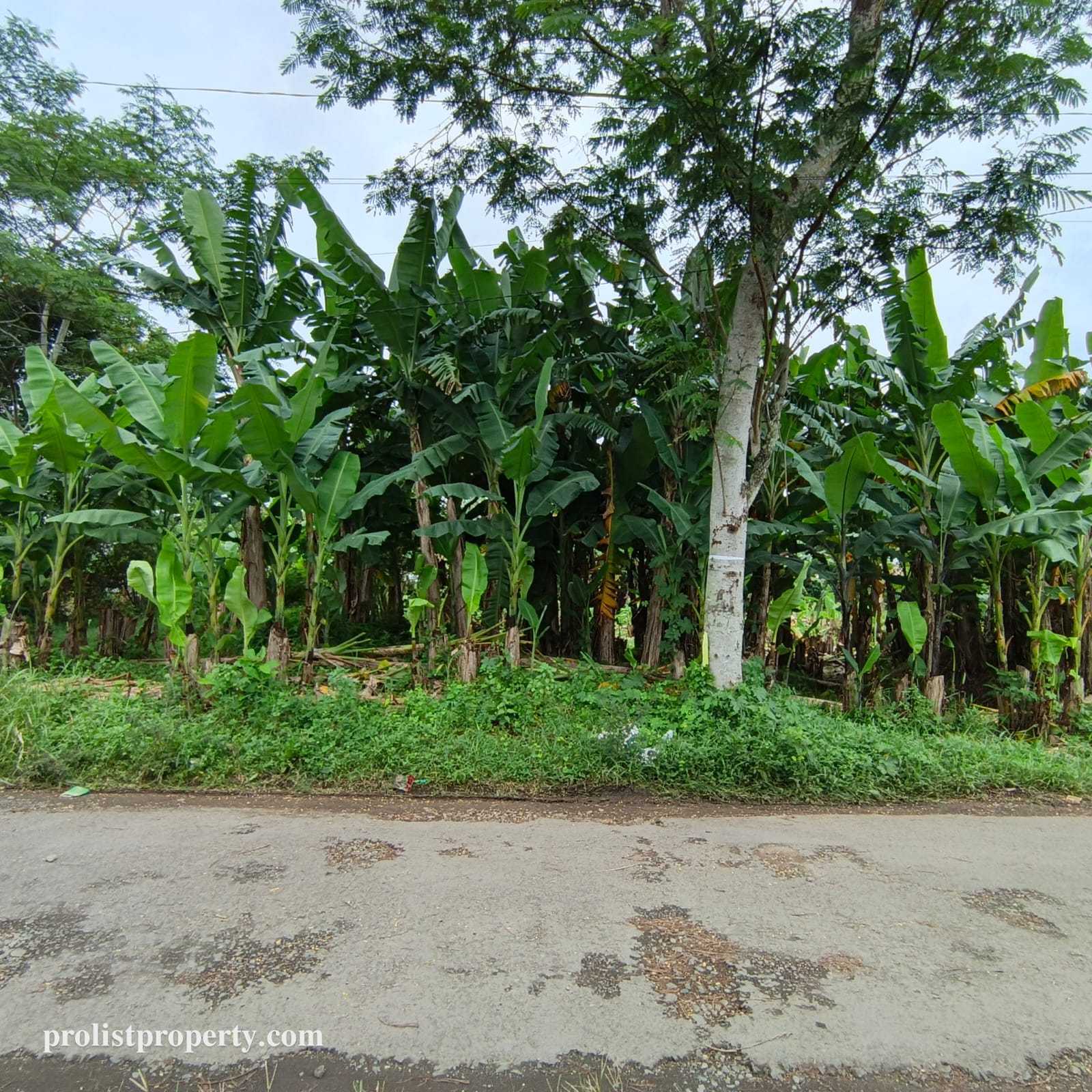 Jual Tanah Dibawah Harga Pasar Cocok Untuk Cluster Dekat RS Margono view 2