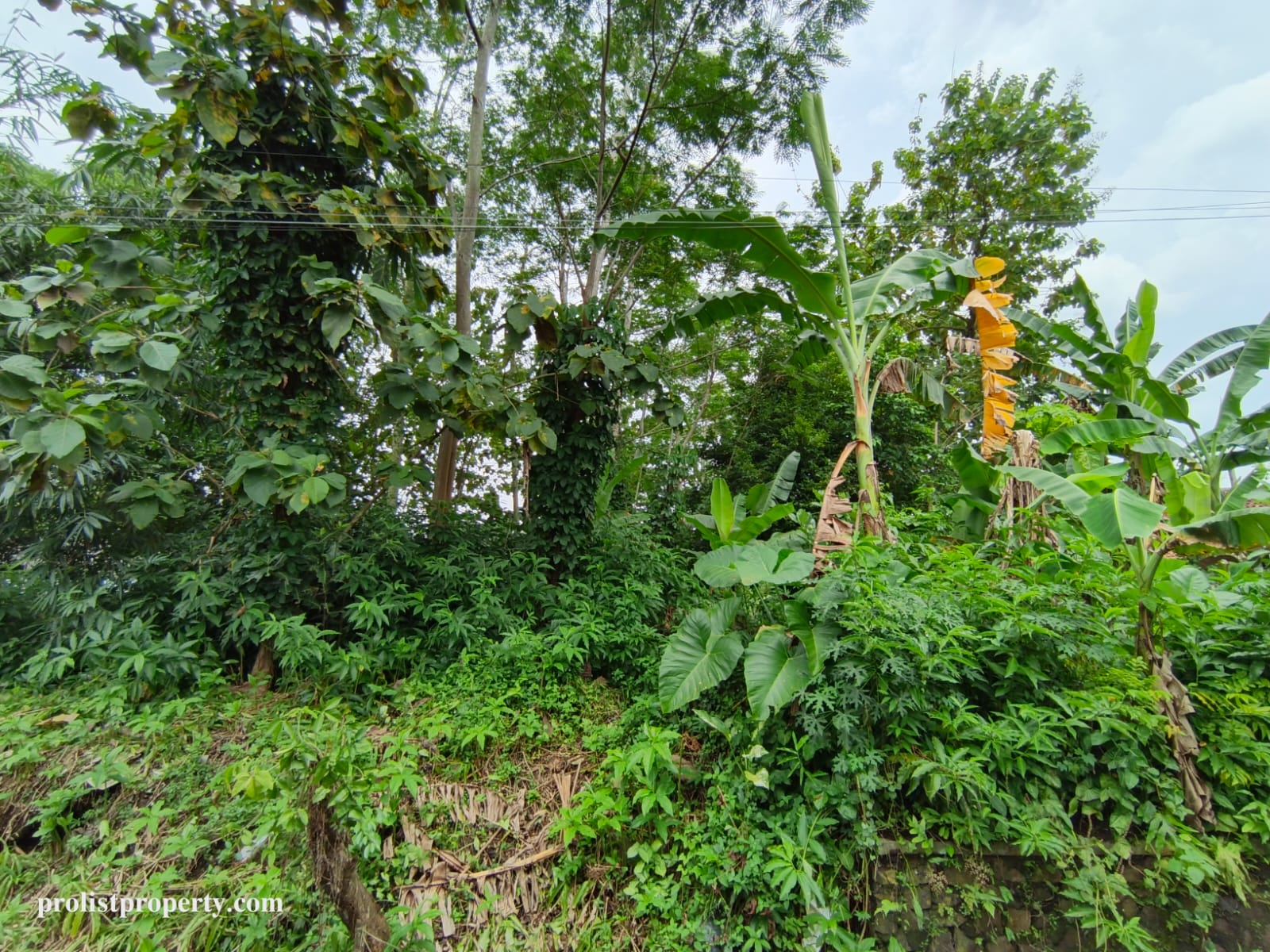 Dijual Tanah Dalam Kota Purwokerto 1 Menit Menuju RS Geriatri Purwokerto - Dr Angka view 3