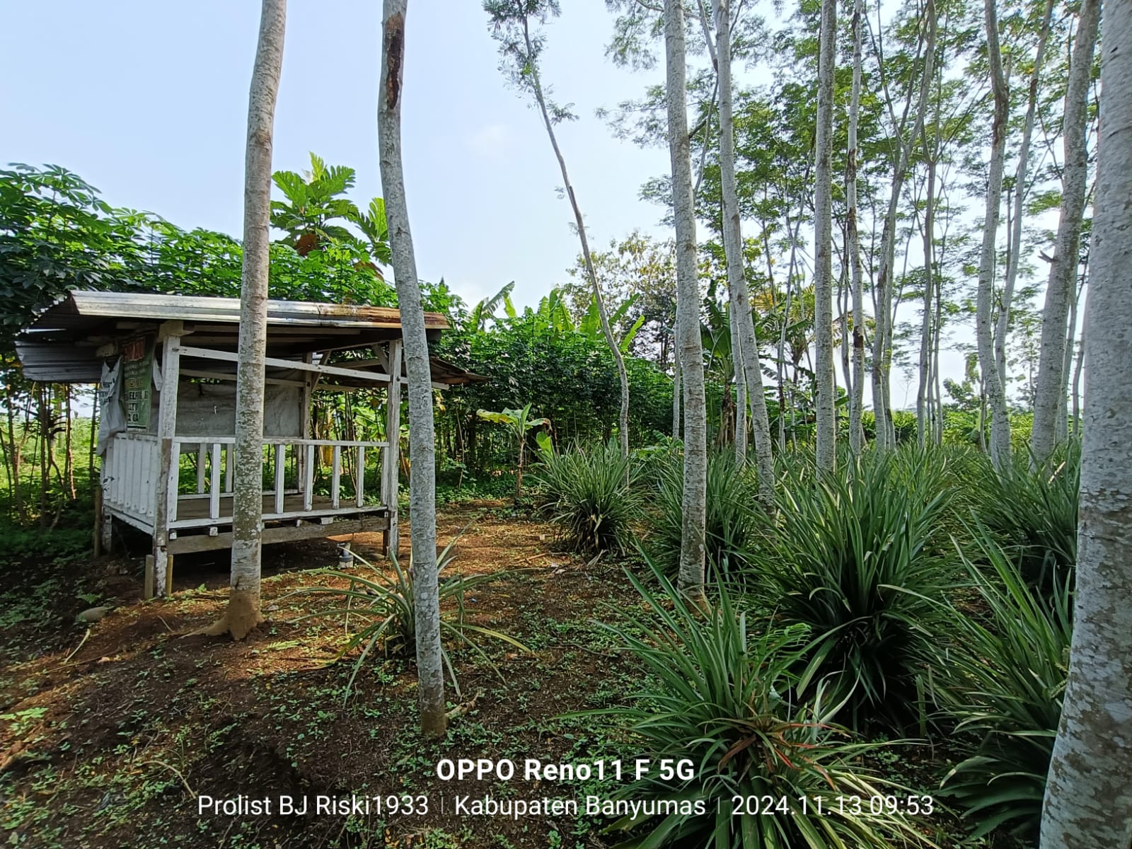  Dijual Tanah Luas Di Purwodadi Kembaran view 4
