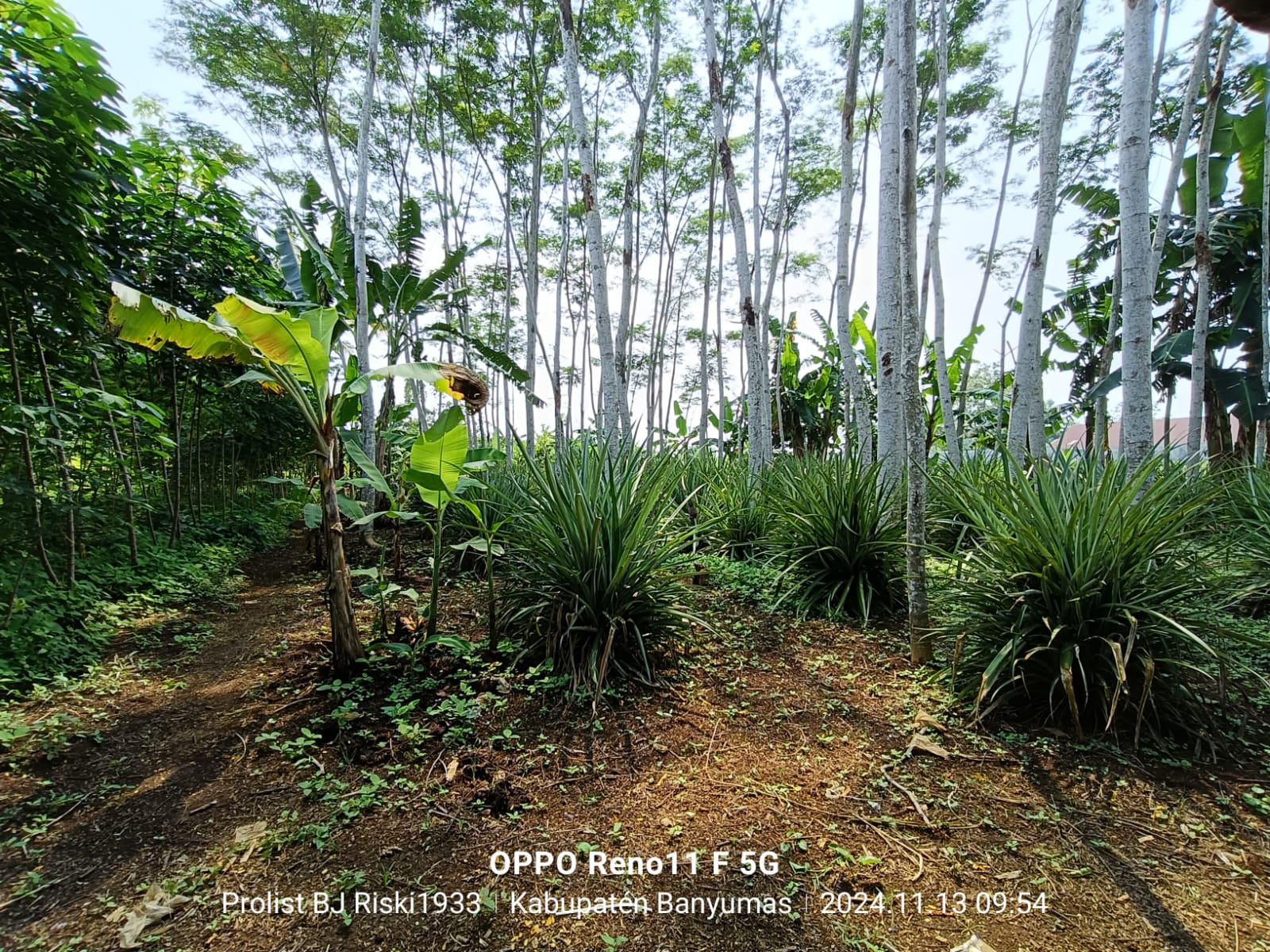 Dijual Tanah Luas Di Purwodadi Kembaran view 6