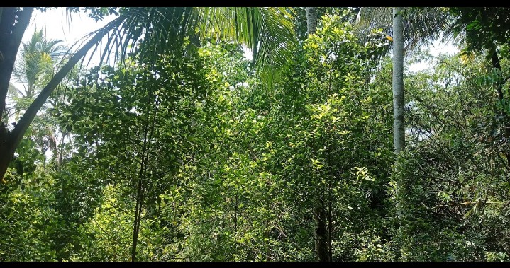 Dijual Tanah Murah Dan Luas Di Babakan Karanglewas view 1