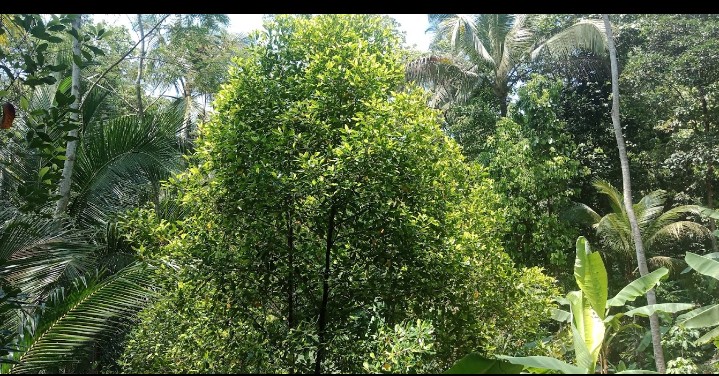 Dijual Tanah Murah Dan Luas Di Babakan Karanglewas view 2