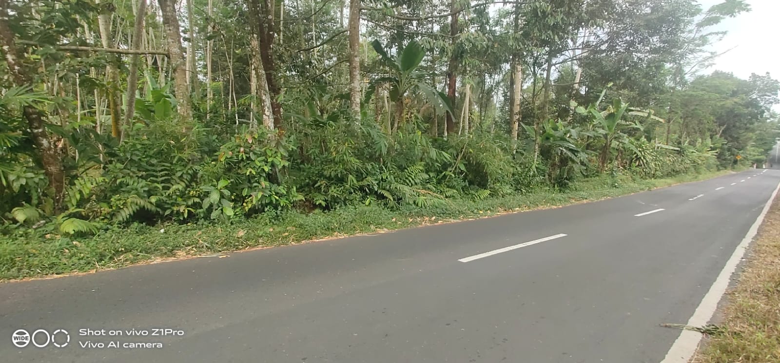Tanah Strategis Pinggir Jalan Raya Jalur Wisata Baturaden - Kebumen view 3