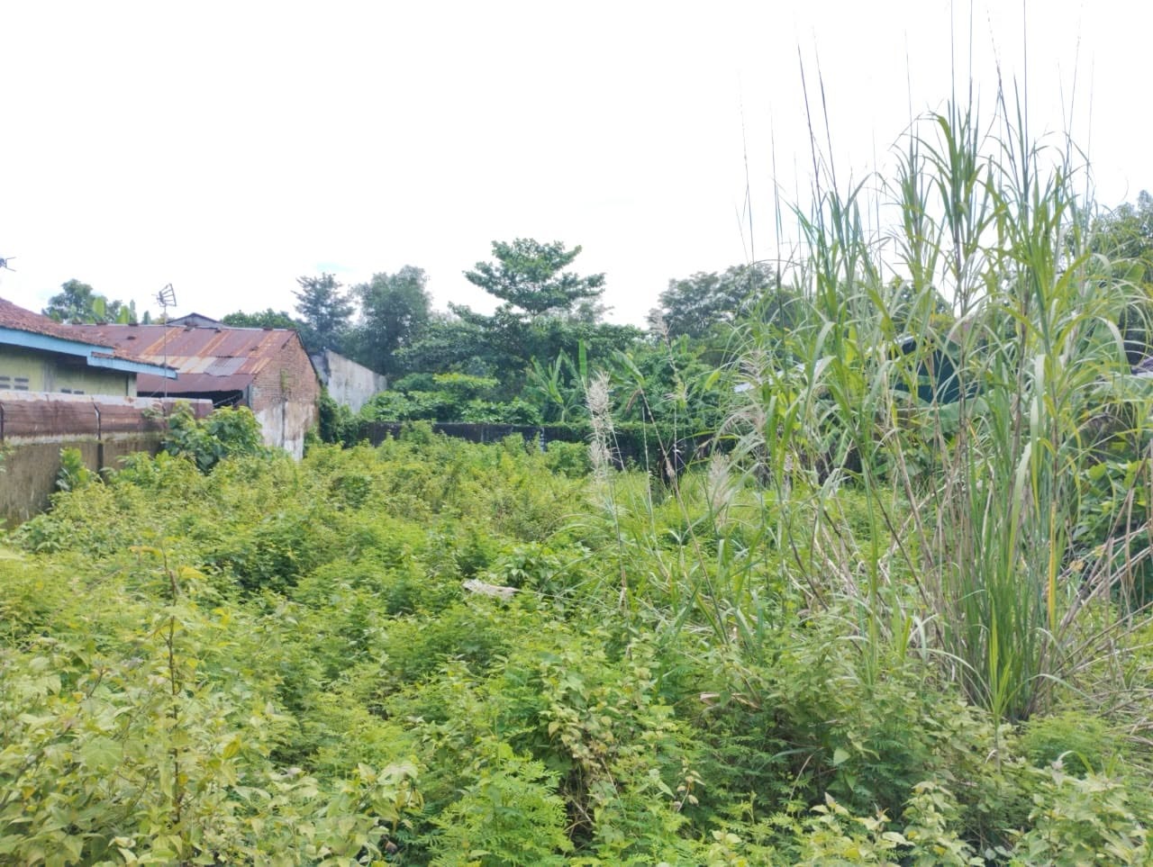 Dijual Tanah Lokasi Premium Lebar 15 Mtr - 1 Menit Dari Pasar Wage Purwokerto - marta view 3