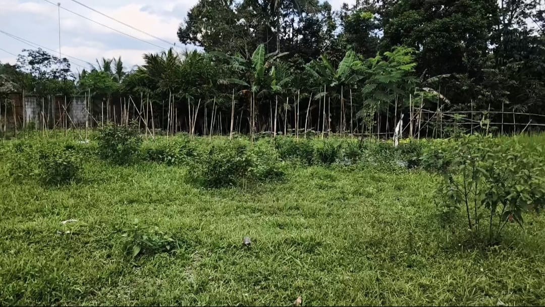 Dijual Segera Tanah & Kebun Produktif Area Baturaden  - Ganda view 2