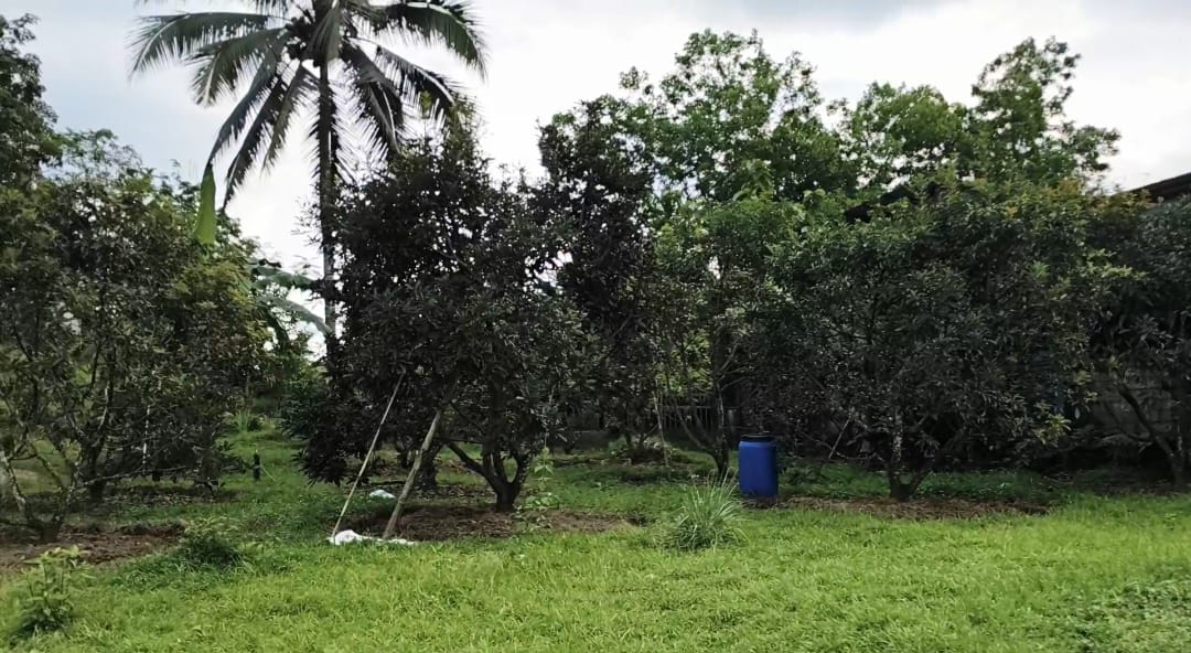 Dijual Segera Tanah & Kebun Produktif Area Baturaden - Ganda view 3