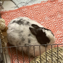 Quirky Rascal