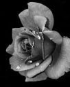 Maria Cadell
