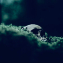 LordNight