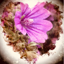 Petunia