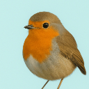 Robin