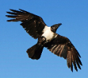 corvus cornix