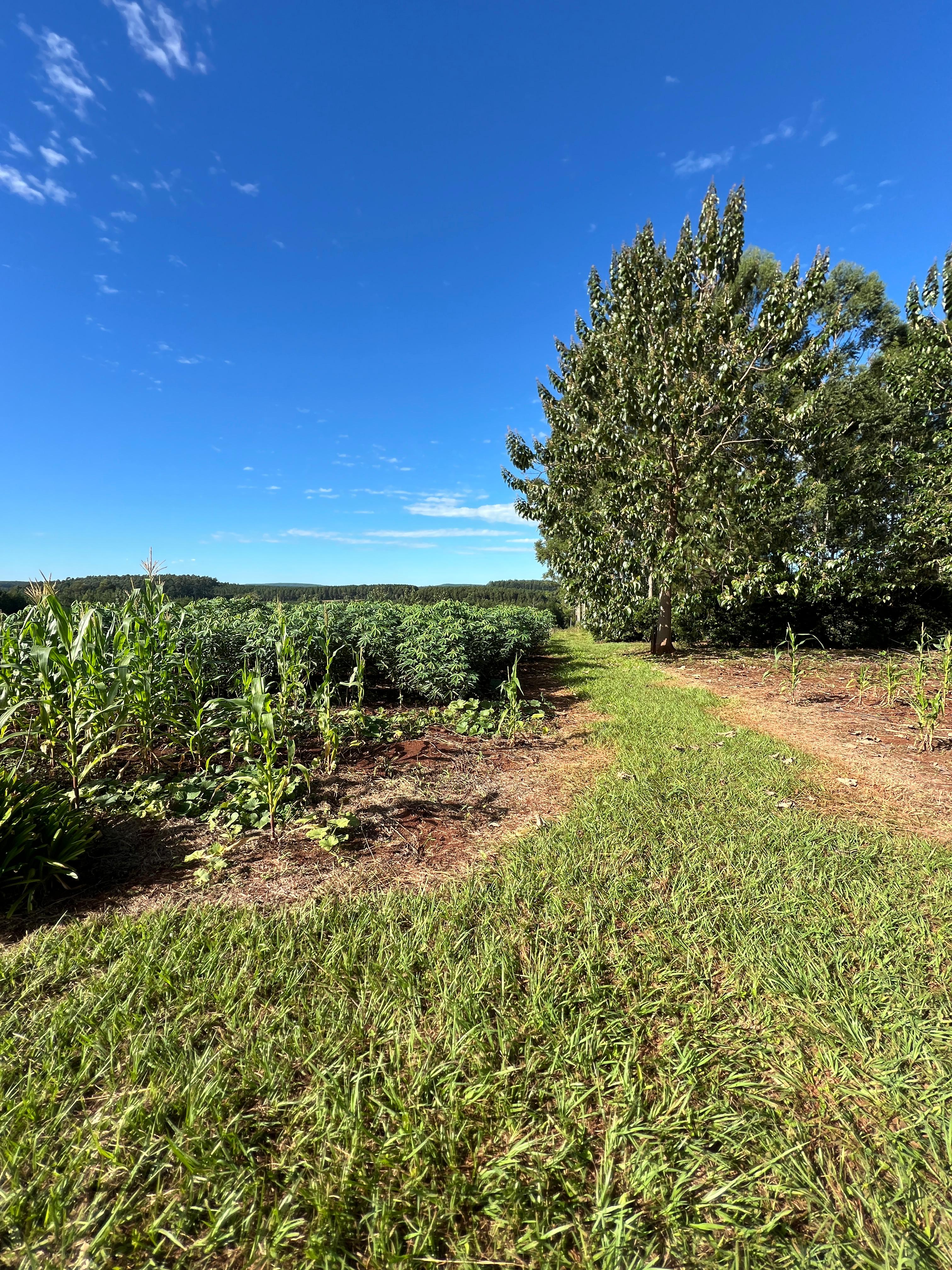 Venta - Lote/Terreno en  , Garuhapé - Foto 11