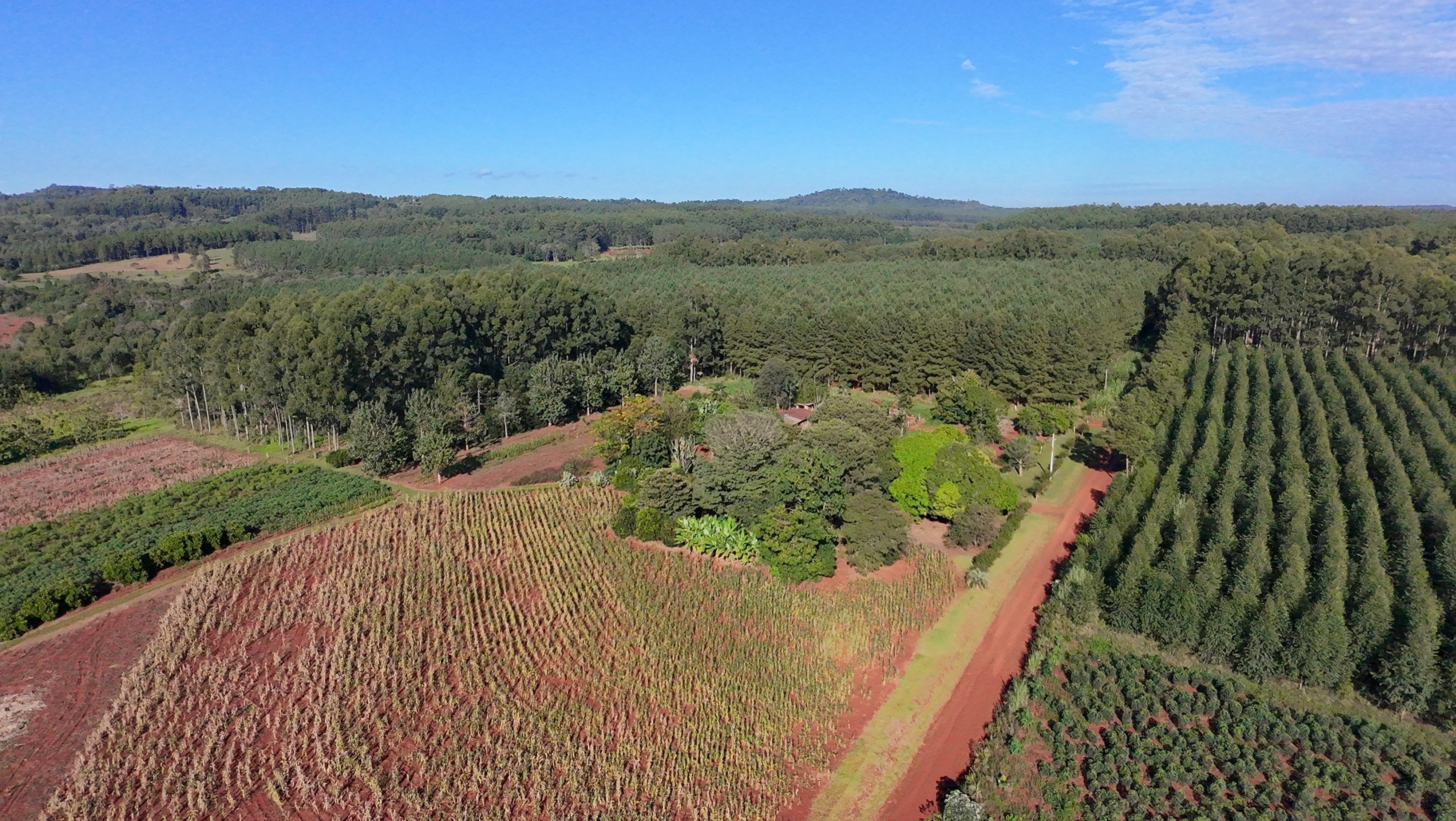 Venta - Lote/Terreno en  , Garuhapé - Foto 4