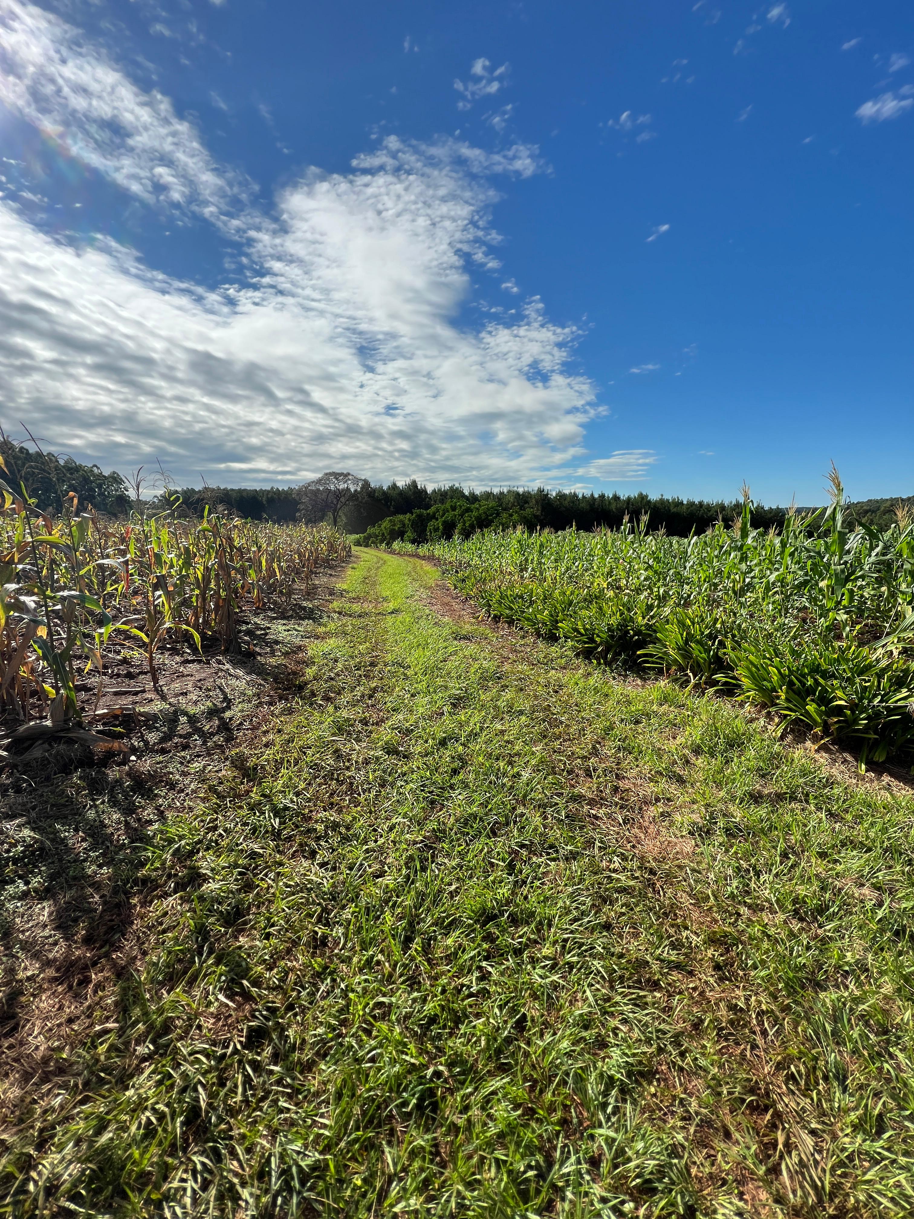 Venta - Lote/Terreno en  , Garuhapé - Foto 10