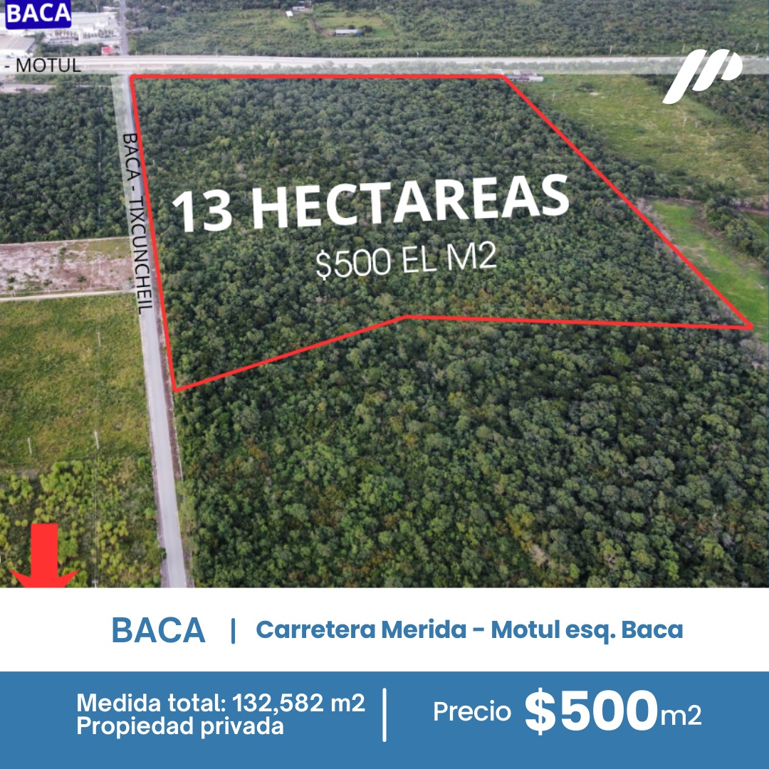 Macrolote Baca - MYB01