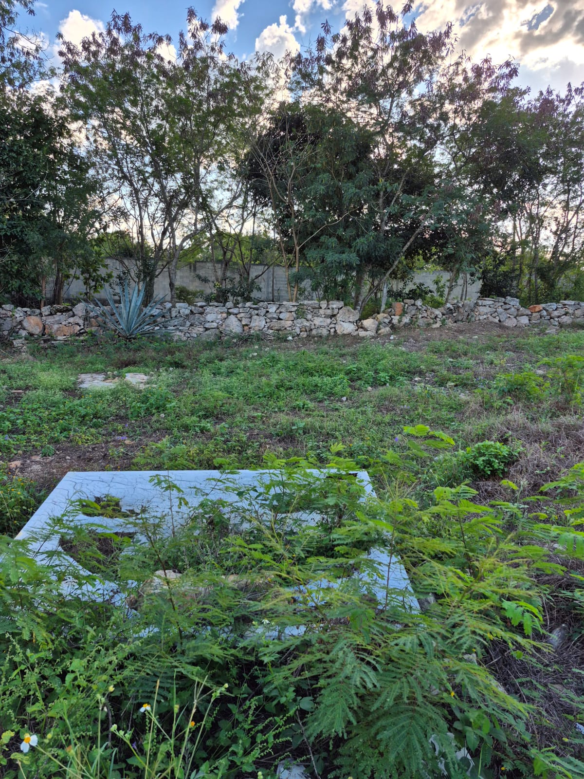 3 LOTES EN IZAMAL PROPIEDAD PRIVADA