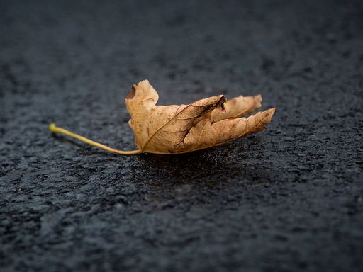 Hoja en el Pavimento