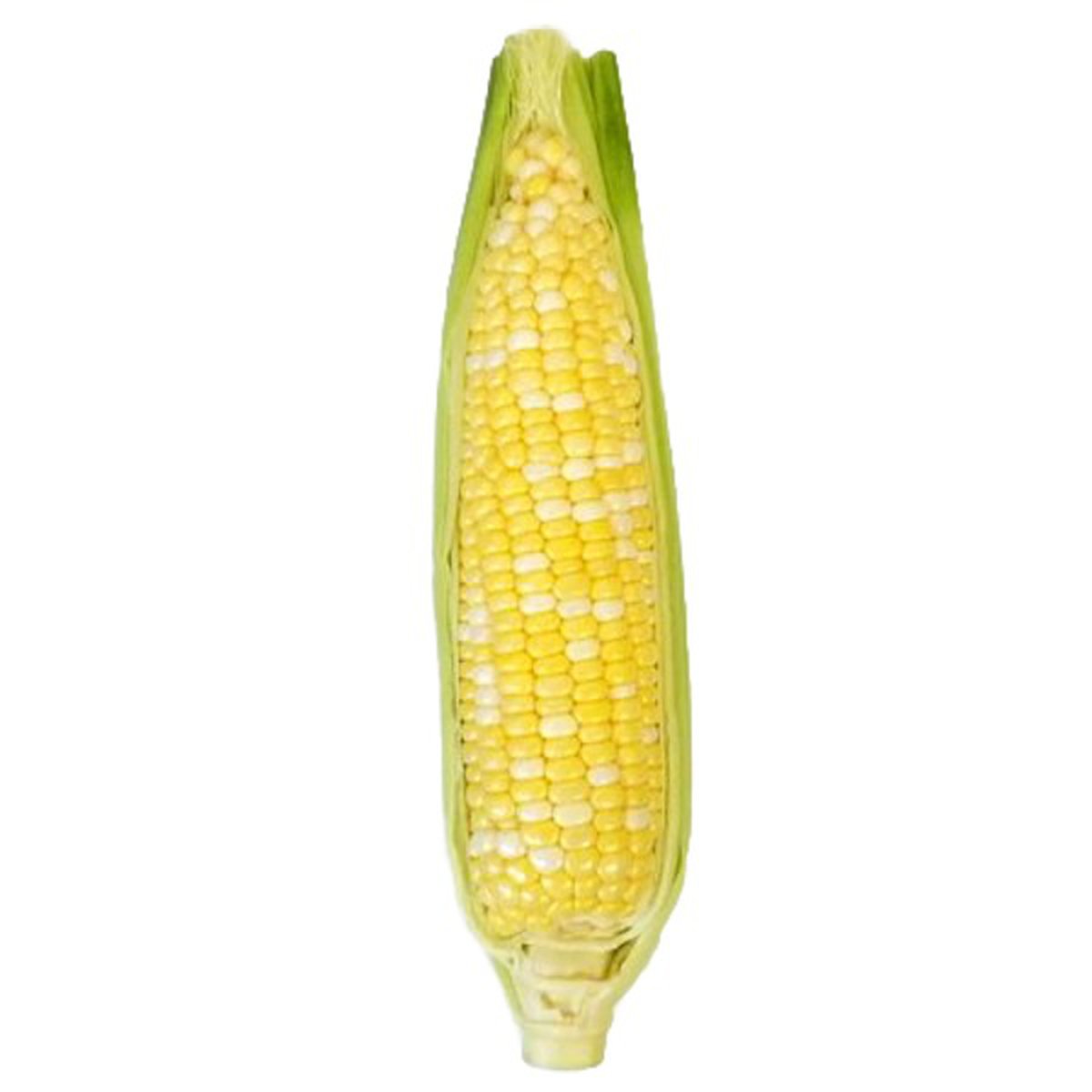 yellow dent corn