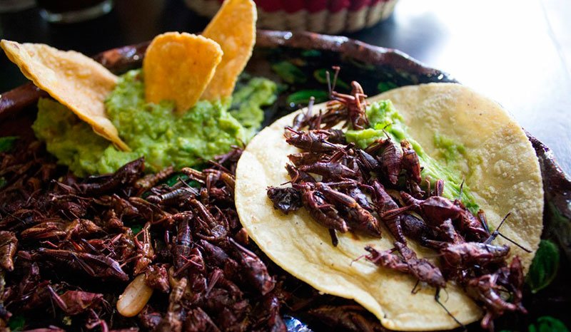 chapulines
