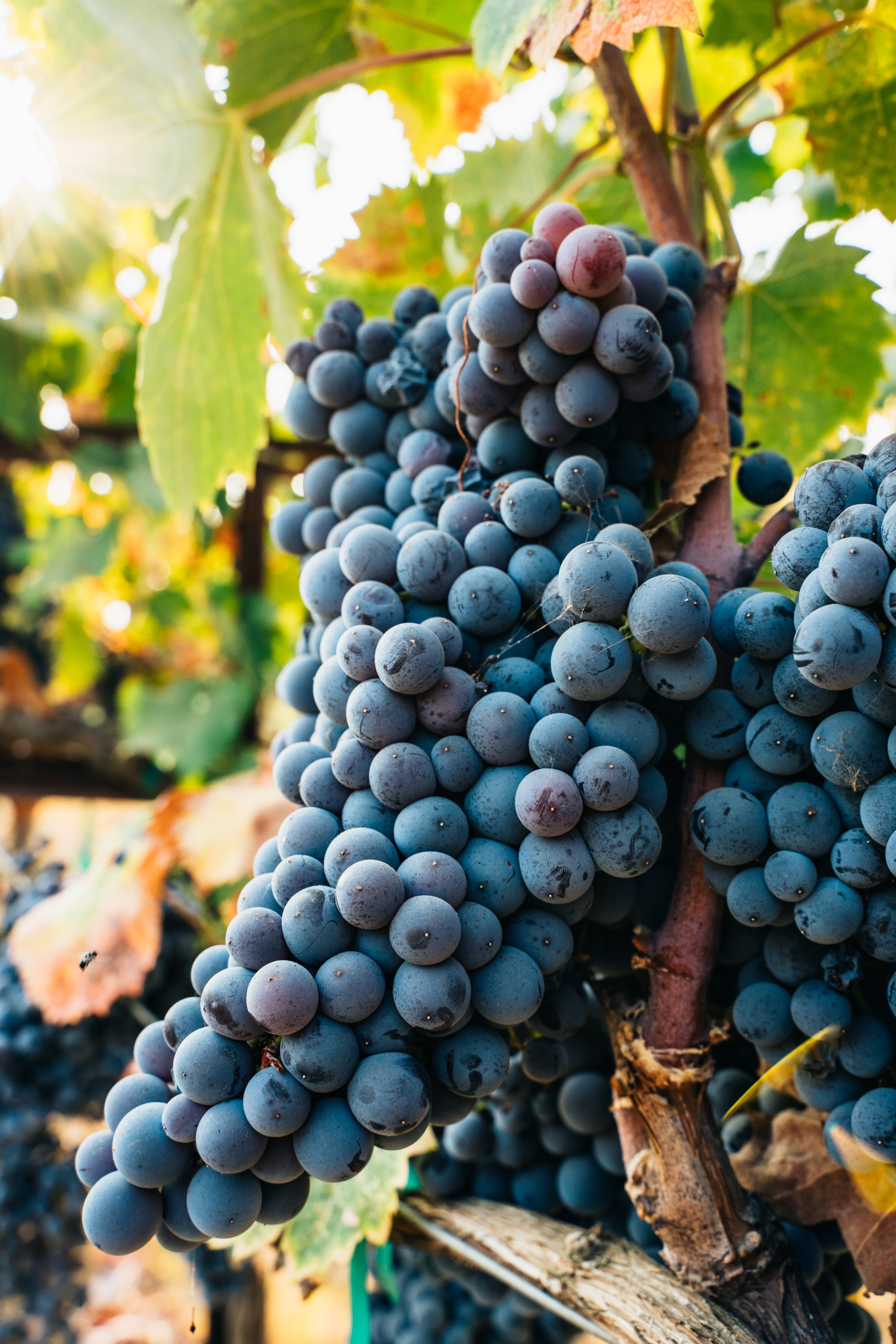 grape-juice