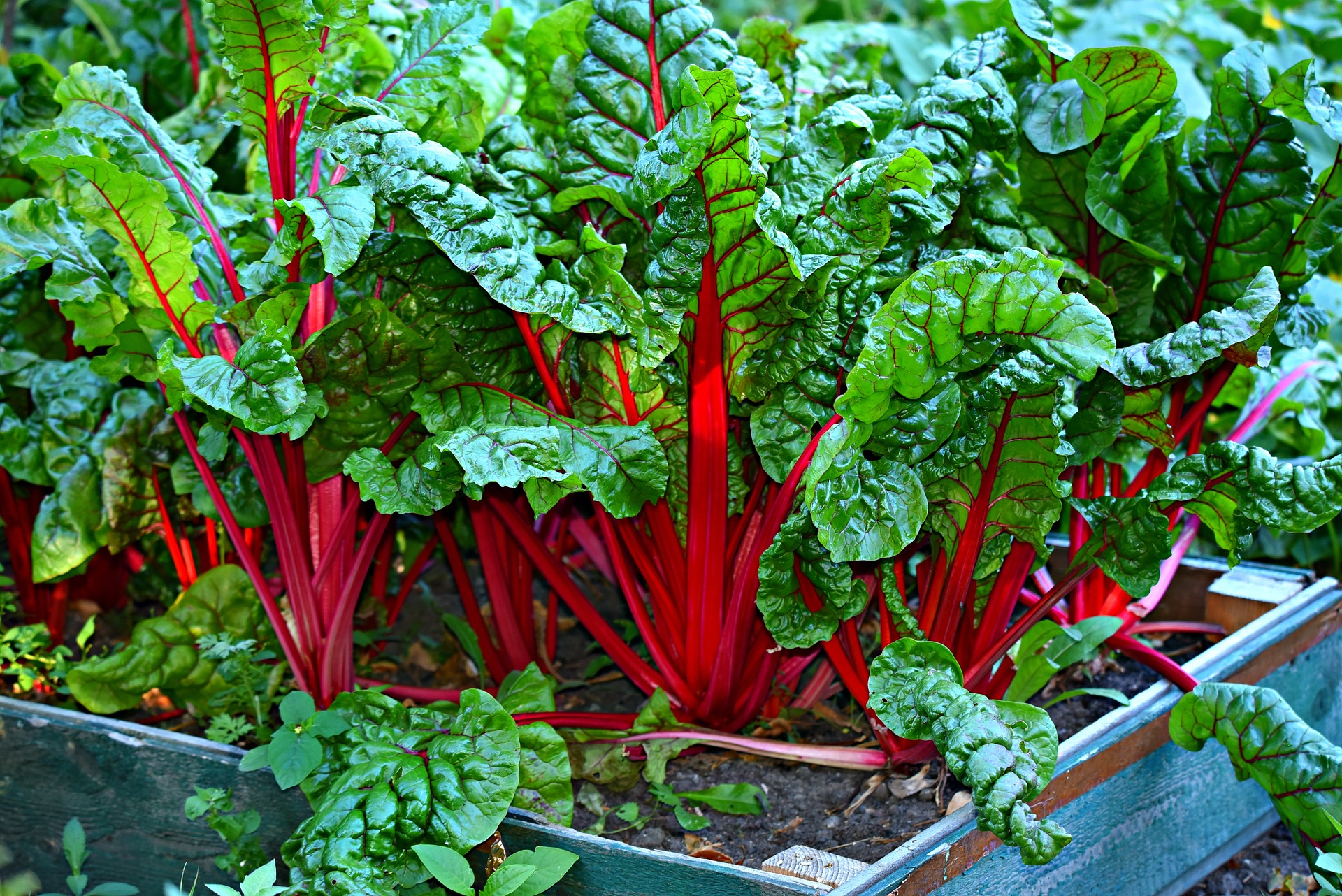 swiss-chard-with-sauce