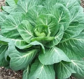 ron's-collard-greens