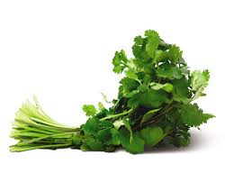 cilantro-pesto