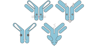 Antibody Customization