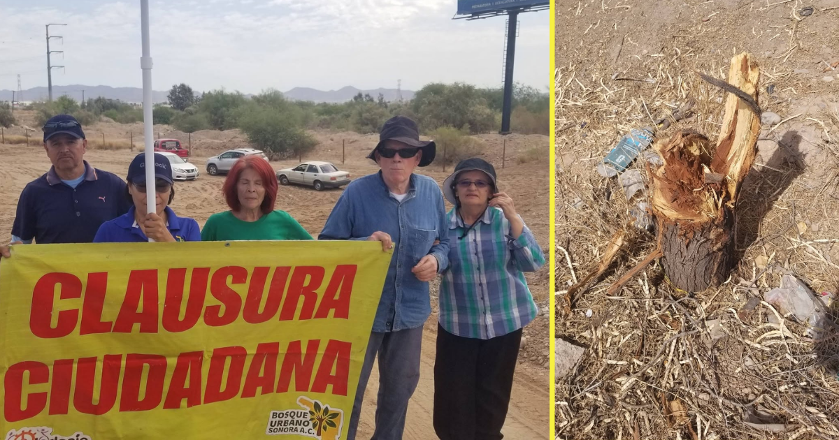 Por talar mezquites ambientalistas clausuran obra de gasolinera en Hermosillo