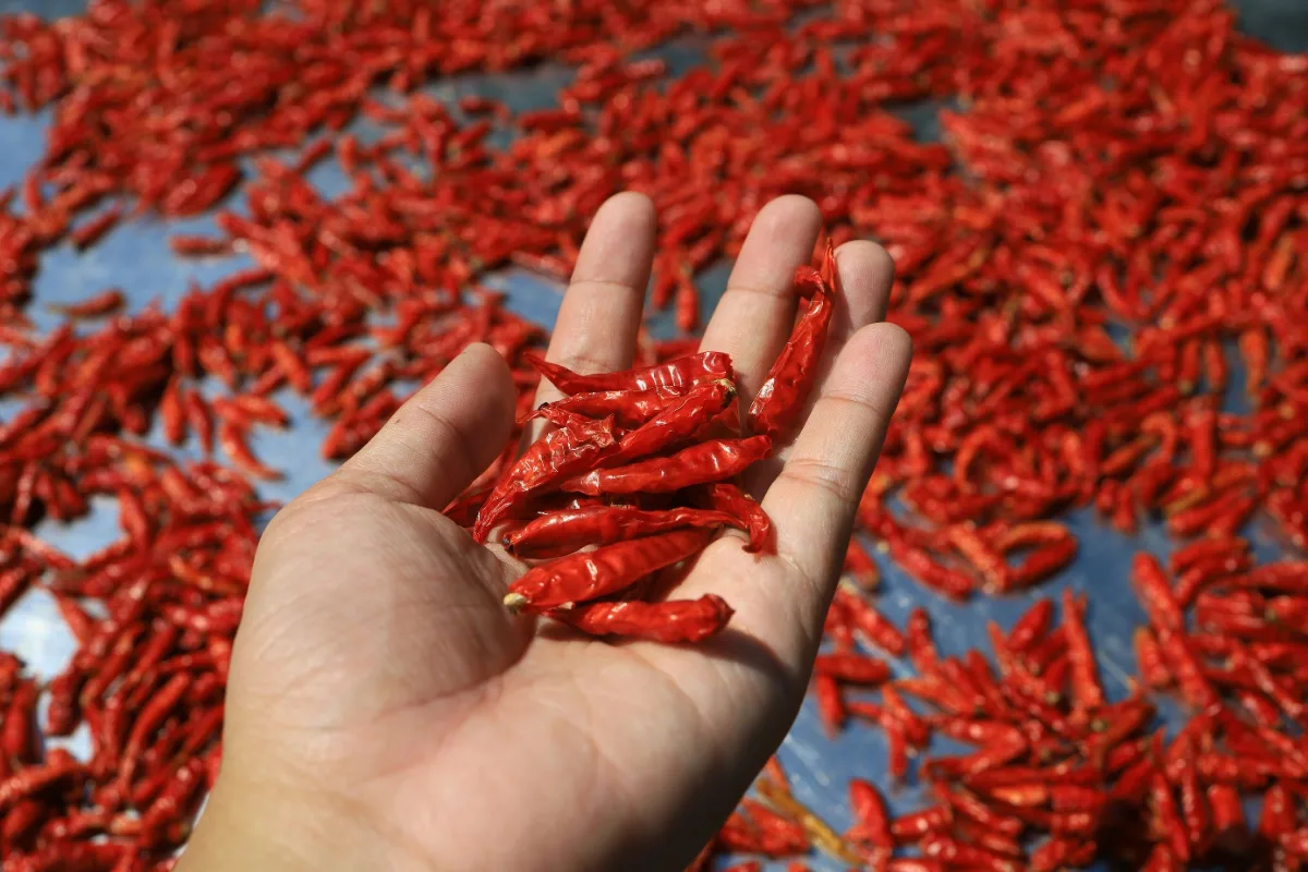 Dried Chili 50g